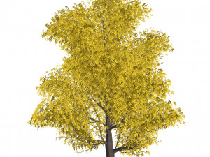 60 models of hilly plains plants Modelo 3D
