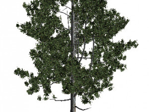 60 models of hilly plains plants Modelo 3D