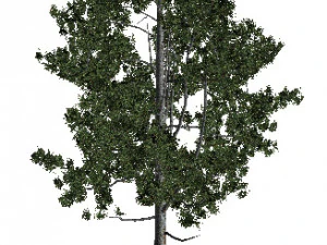 60 models of hilly plains plants 3D Model