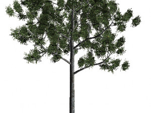 60 models of hilly plains plants Modelo 3D