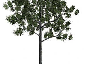 60 models of hilly plains plants 3D Model