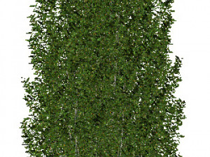 60 models of hilly plains plants Modelo 3D