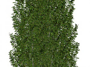 60 models of hilly plains plants 3D Model