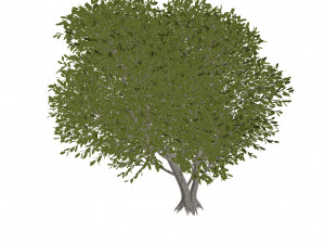 60 models of hilly plains plants Modelo 3D