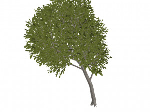 60 models of hilly plains plants Modelo 3D