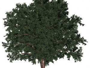 60 models of hilly plains plants Modelo 3D