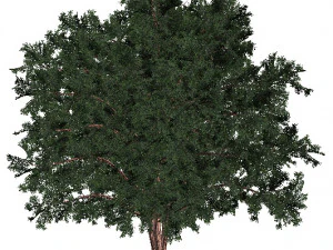 60 models of hilly plains plants 3D Model