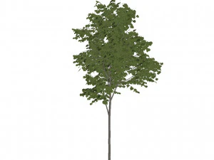 60 models of hilly plains plants 3D Model