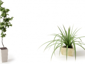 67 models of plants and flowers Modèle 3D