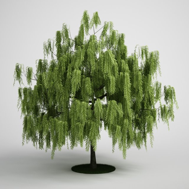 Willow Tree 3D Model .c4d .max .obj .3ds .fbx .stl .blend 