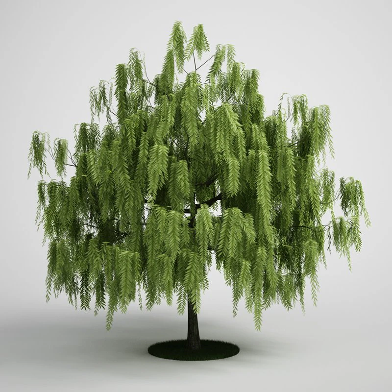 Willow Tree 3D Model .c4d .max .obj .3ds .fbx .stl .blend