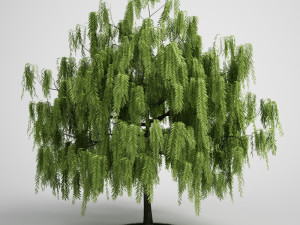 Willow Tree 3D Model