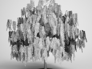 Willow Tree 3D Model