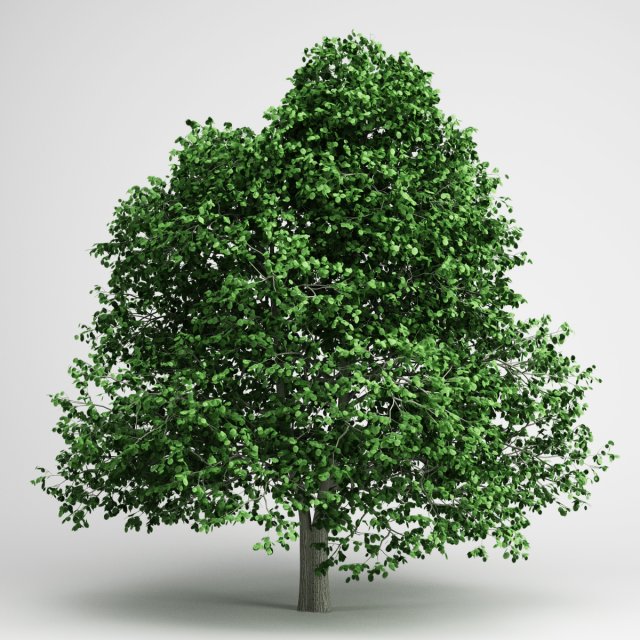 Hornbeam 3D Model .c4d .max .obj .3ds .fbx .stl .blend 