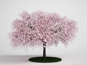 Flowering Tree 3D Model