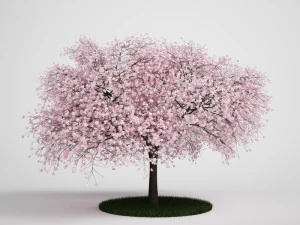 Bloeiende boom 3D Model