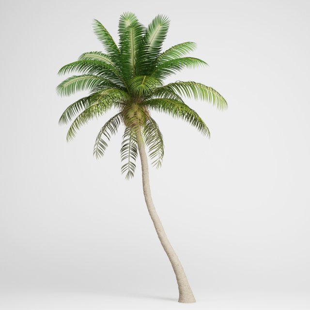 Coconut Palm Model 3D .c4d .max .obj .3ds .fbx .stl .blend 