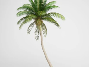 Kokospalm 3D Model