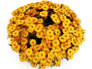 Garden flower plants 3D 모델