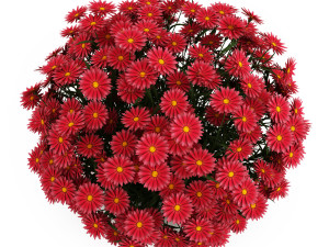 Garden flower plants 3D Model