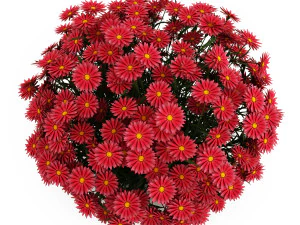 Garden flower plants 3D Model