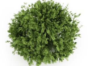 Garden flower plants 3D Model
