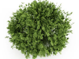 Garden flower plants 3D Model