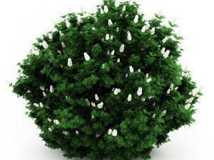 Garden flower plants 3D Model