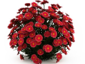 Garden flower plants 3D Model