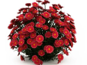 Garden flower plants 3D Model