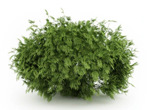 Garden flower plants 3D Model
