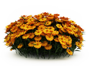 Garden flower plants 3D Model
