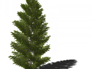 A collection of tree models 3D Model
