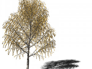 A collection of tree models 3D Model