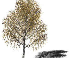 A collection of tree models 3D Model