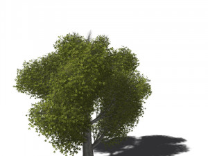 A collection of tree models 3D Model