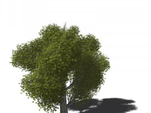 A collection of tree models 3D Model