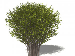 A collection of tree models 3D Model