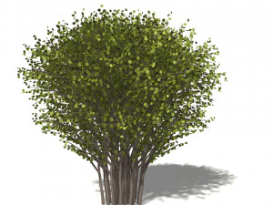 A collection of tree models 3D Model