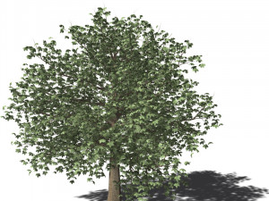 A collection of tree models 3D Model