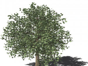 A collection of tree models 3D Model