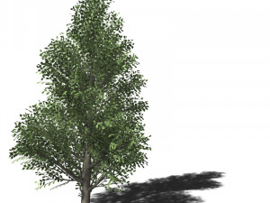 A collection of tree models 3D Model