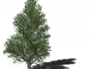 A collection of tree models 3D Model
