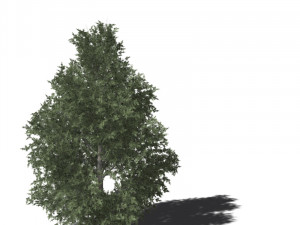 A collection of tree models 3D Model