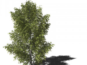 A collection of tree models 3D Model