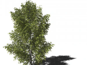 A collection of tree models 3D Model