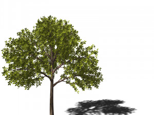 A collection of tree models 3D Model