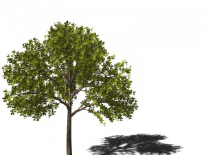 A collection of tree models 3D Model