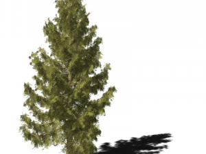 A collection of tree models 3D Model