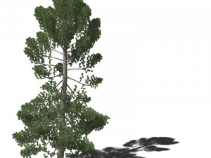 A collection of tree models 3D Model